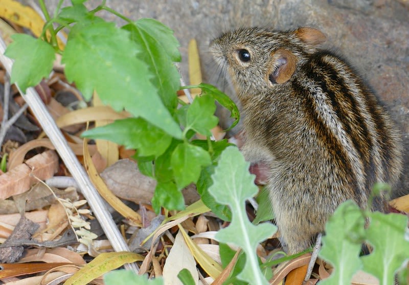 Mouse