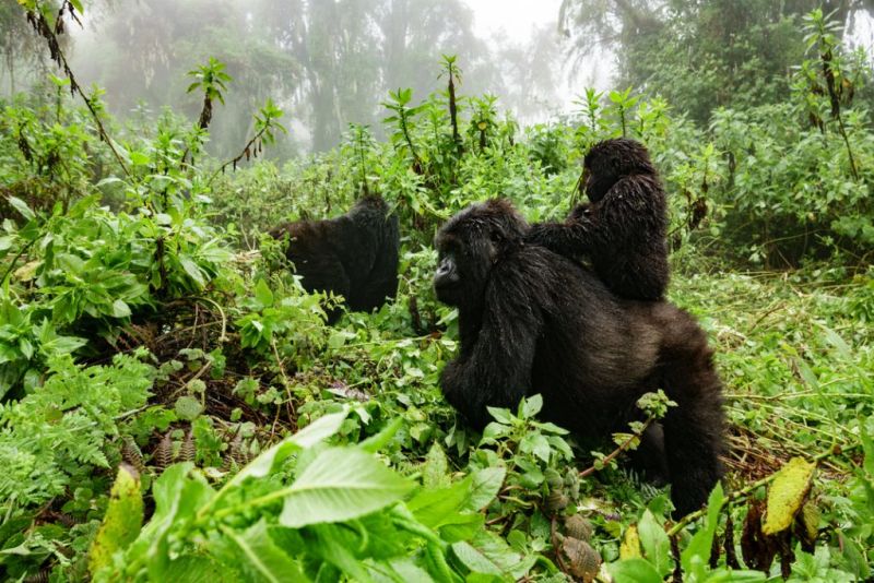 Gorilla troop, Bwindi Impenetrable National Park