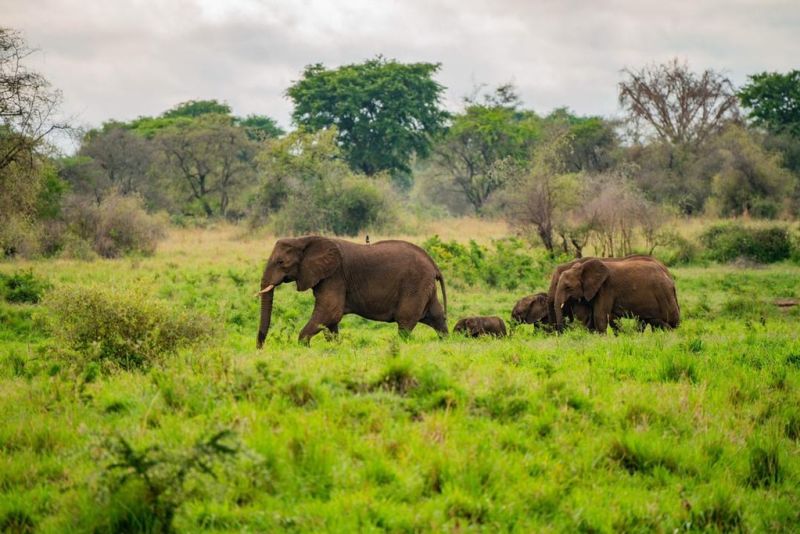 elephant herd in kidepo Valley national park, best time to visit uganda