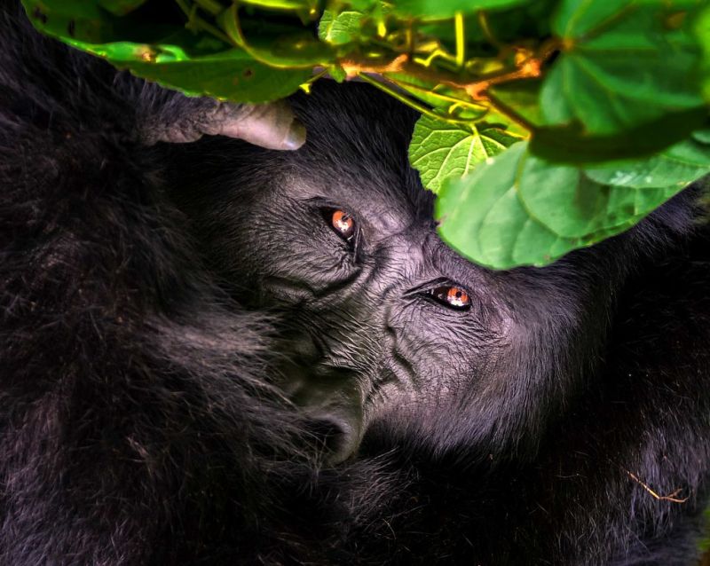 Mountain gorilla close up,Bwindi Impenetrable National Park, Uganda
