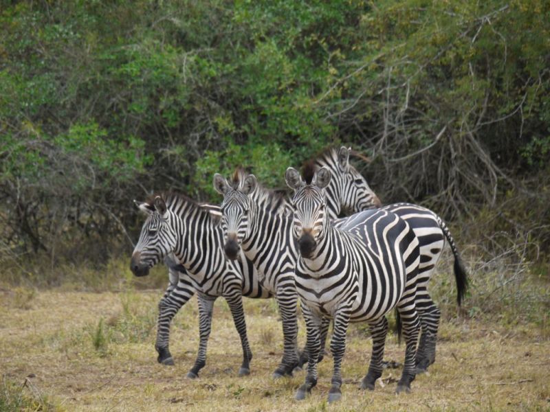 A small dazzle of zebras, Uganda wildlife in pictures