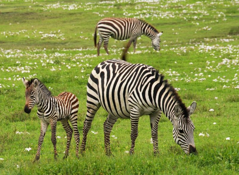 Zebras in green grass, Top 10 attractions in Tanzania