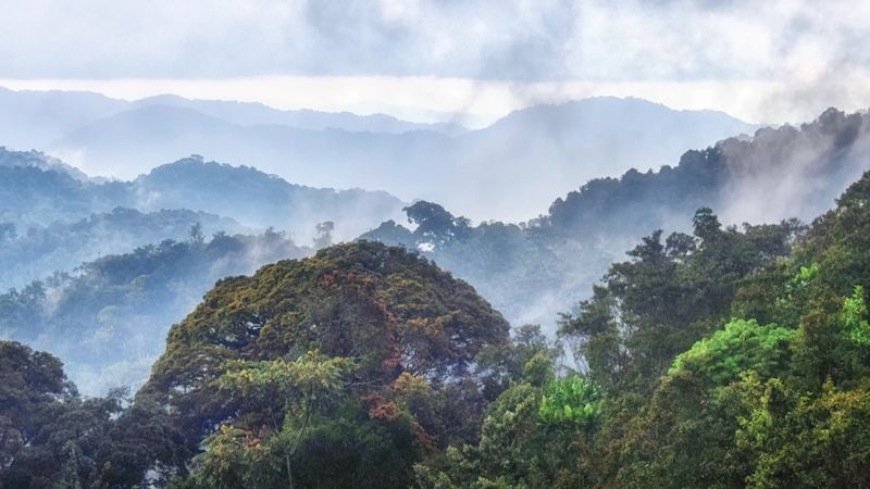 Ours. Nyungwe Forest National Park trees canopy Rwanda (1)