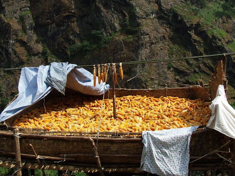 Corn drying in sun