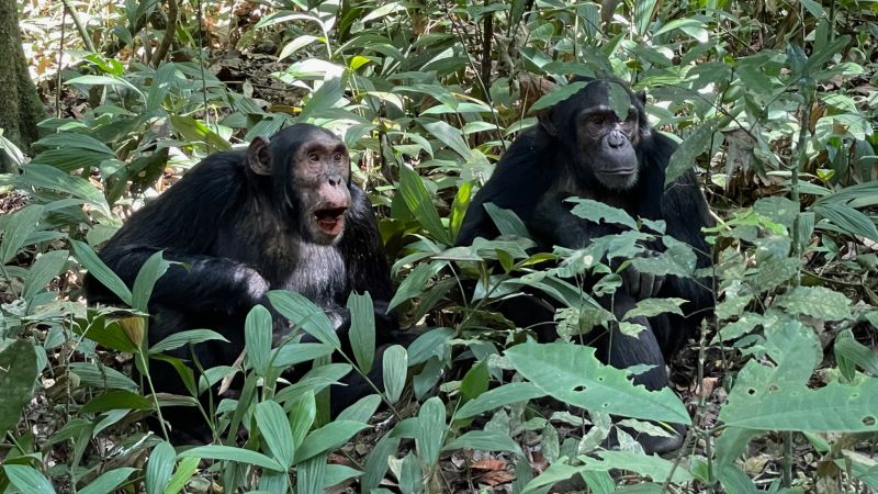 Two chimps in Kibale Forest, Uganda