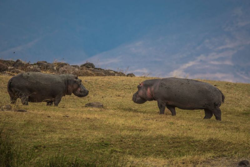 Hippos Ngorongoro Crater Tanzania African safari