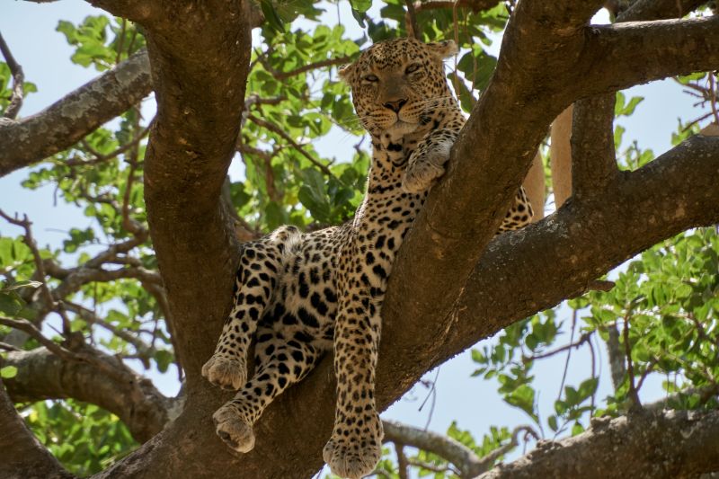 Leopard in a tree in the Serengeti