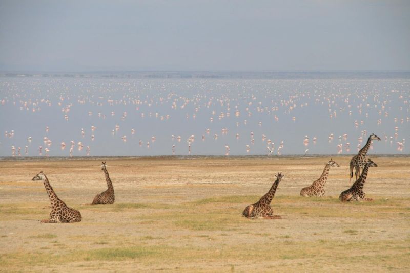 giraffes and flamingoes