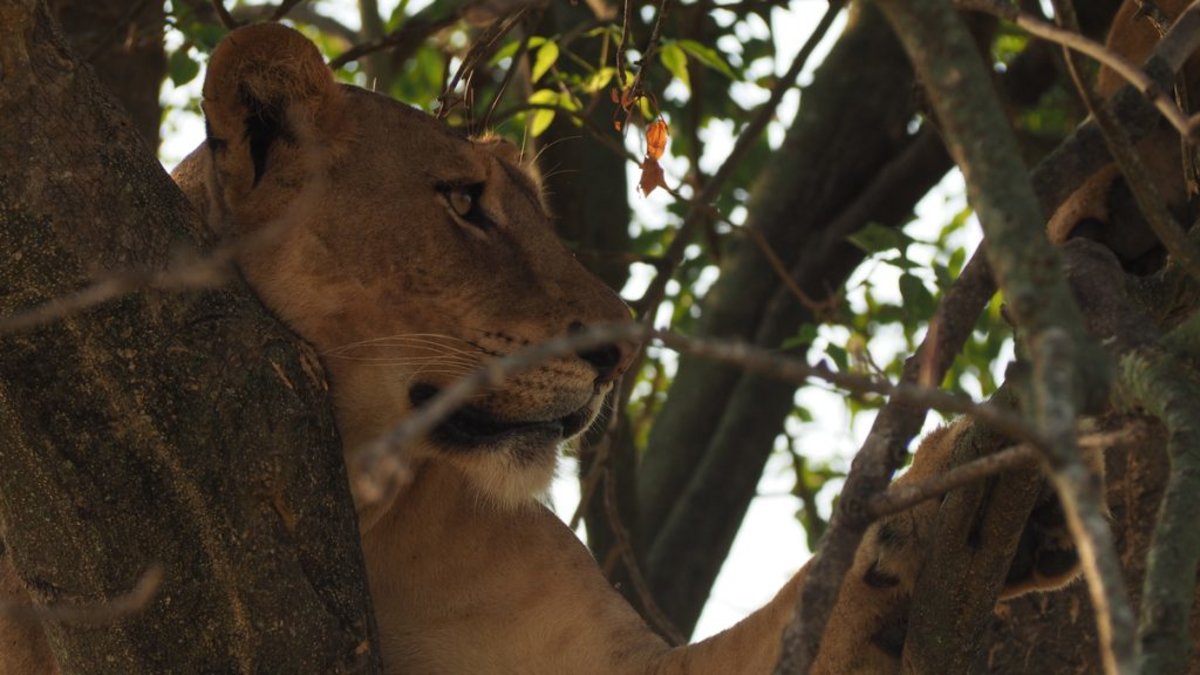 close up of lioness in a tree