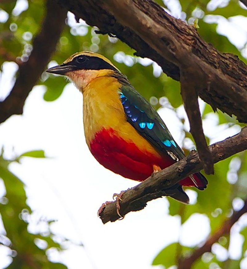 African pitta, animals on Kilimanjaro
