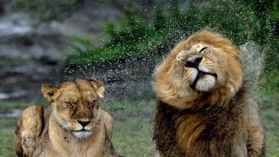 Lion and lionness