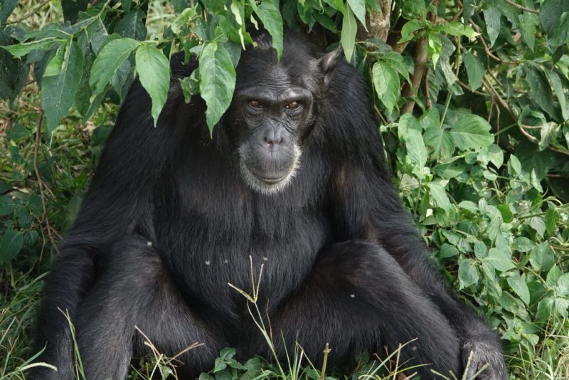 Chimpanzee-Uganda-1024x683.jpg