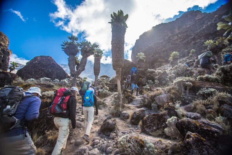 Climbers walking up the trail among succulents and rocks on Kilimanjaro