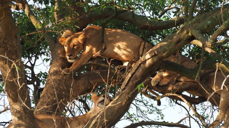 Tree climbing lion Uganda