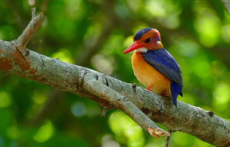 An African pygmy kingfisher