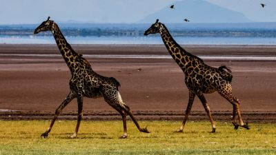 Giraffes running across plain in Serengeti