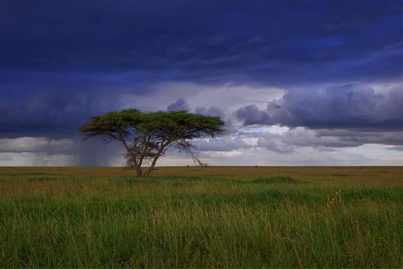 serengeti tree