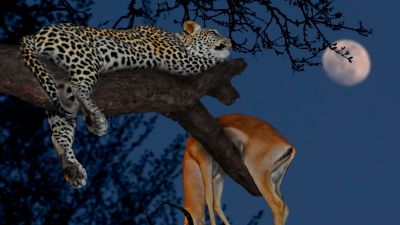 Leopard and kill in tree