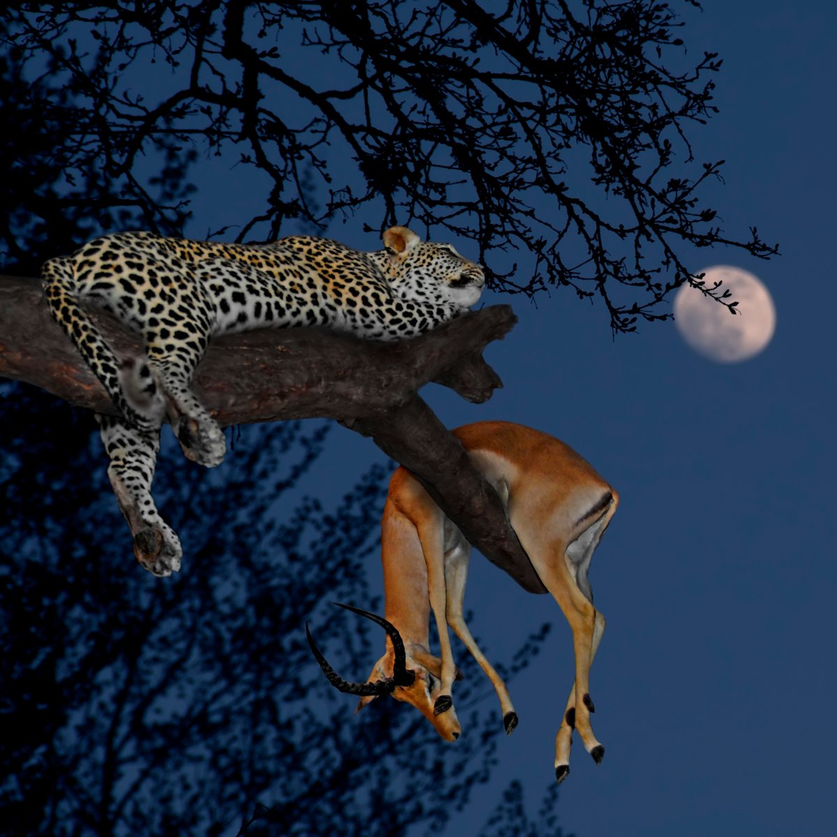 Leopard and kill in tree