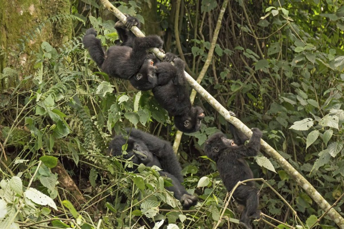 Playing infant mountain gorillas