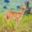 Male oribi in grasslands of Murchison