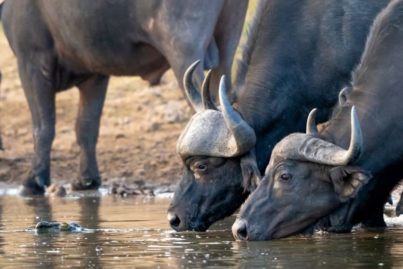 buffaloes-drinking-water.jpg