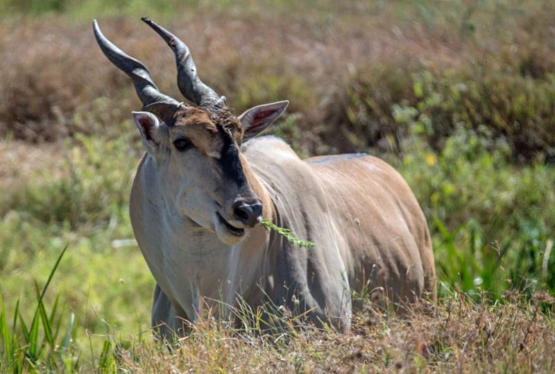 Eland Great Wildlife Migration