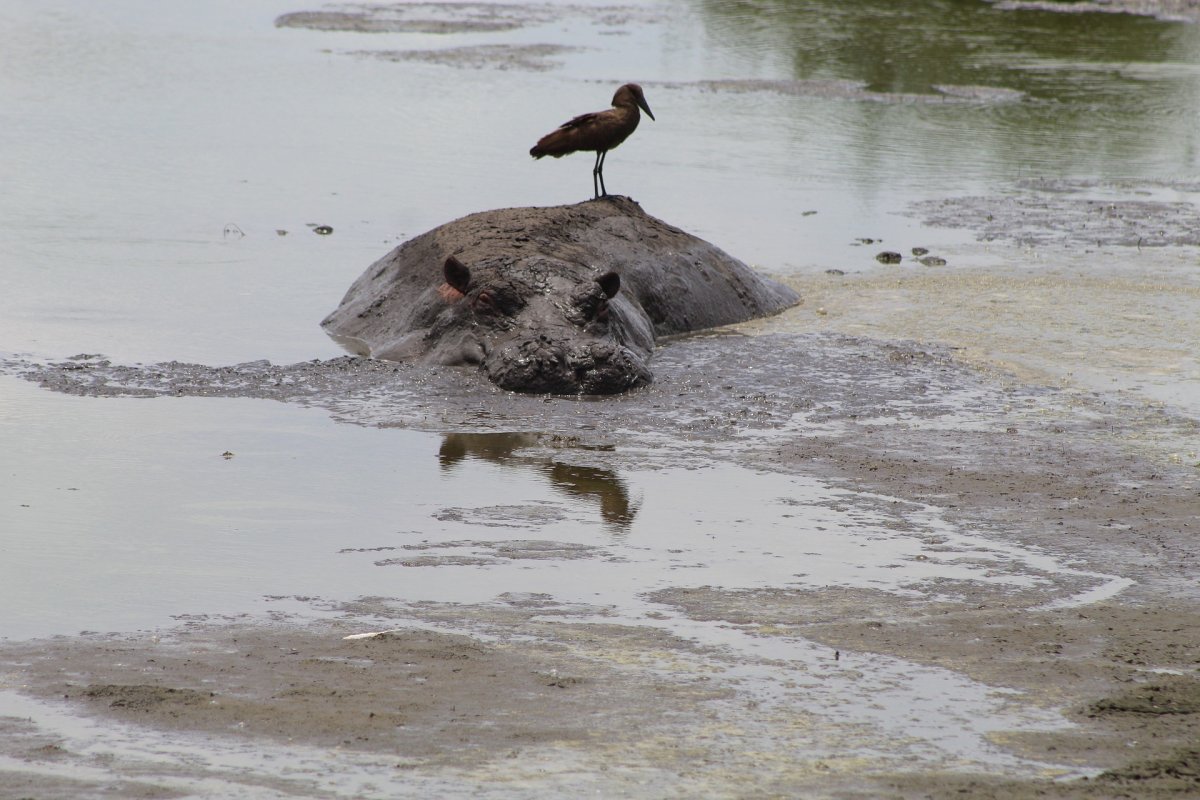 hippopotamus in mud with bird on back