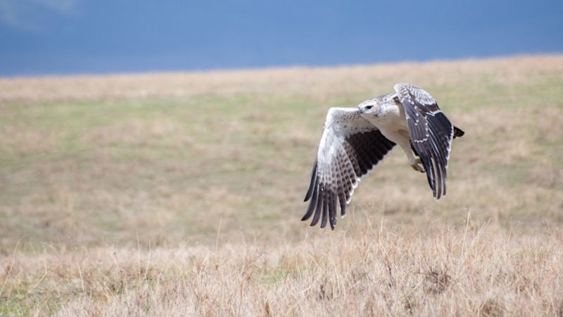 Martial eagle, Ngorongoro Crater