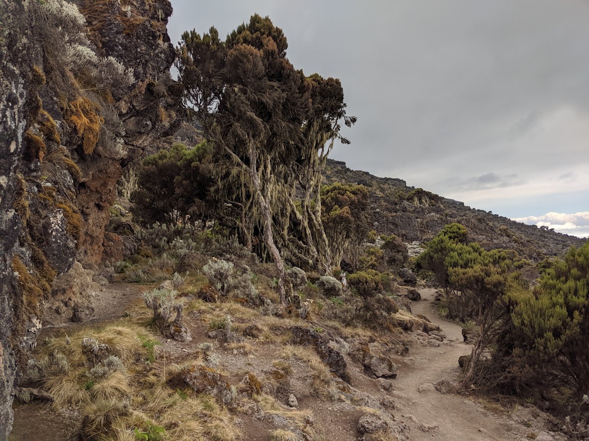 Mount Kilimanjaro. On the way from Machame Camp to Shira Camp