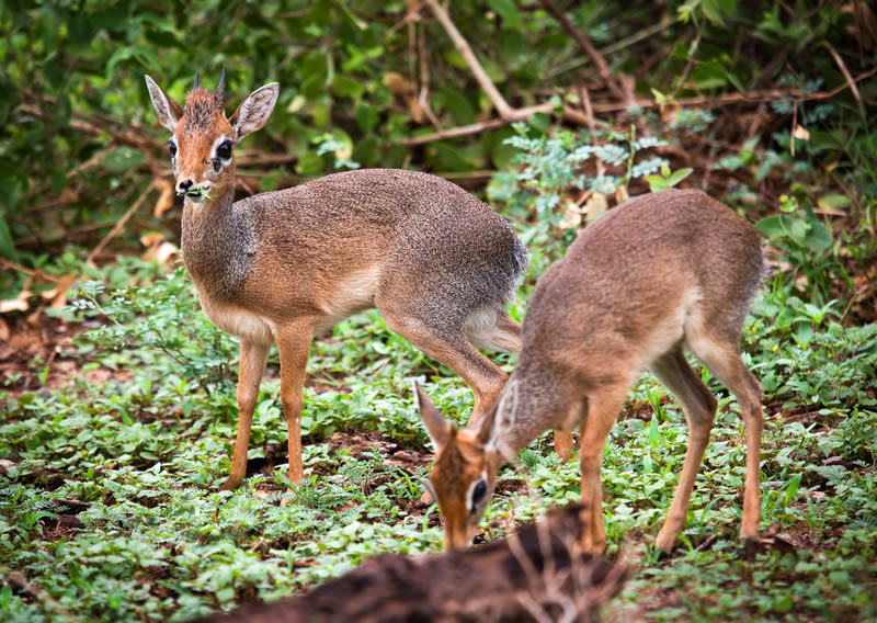 Duikers in forest, Best time to visit Tanzania