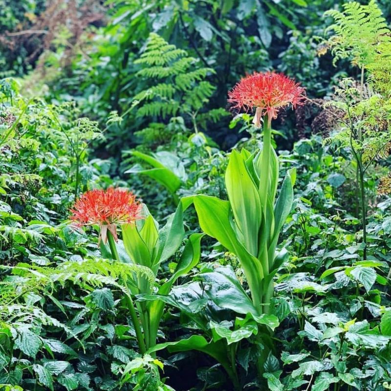 flowers Kilimanjaro forest