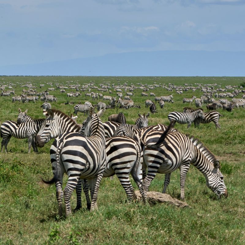 Enormous herd of zebras spread out across a green plain