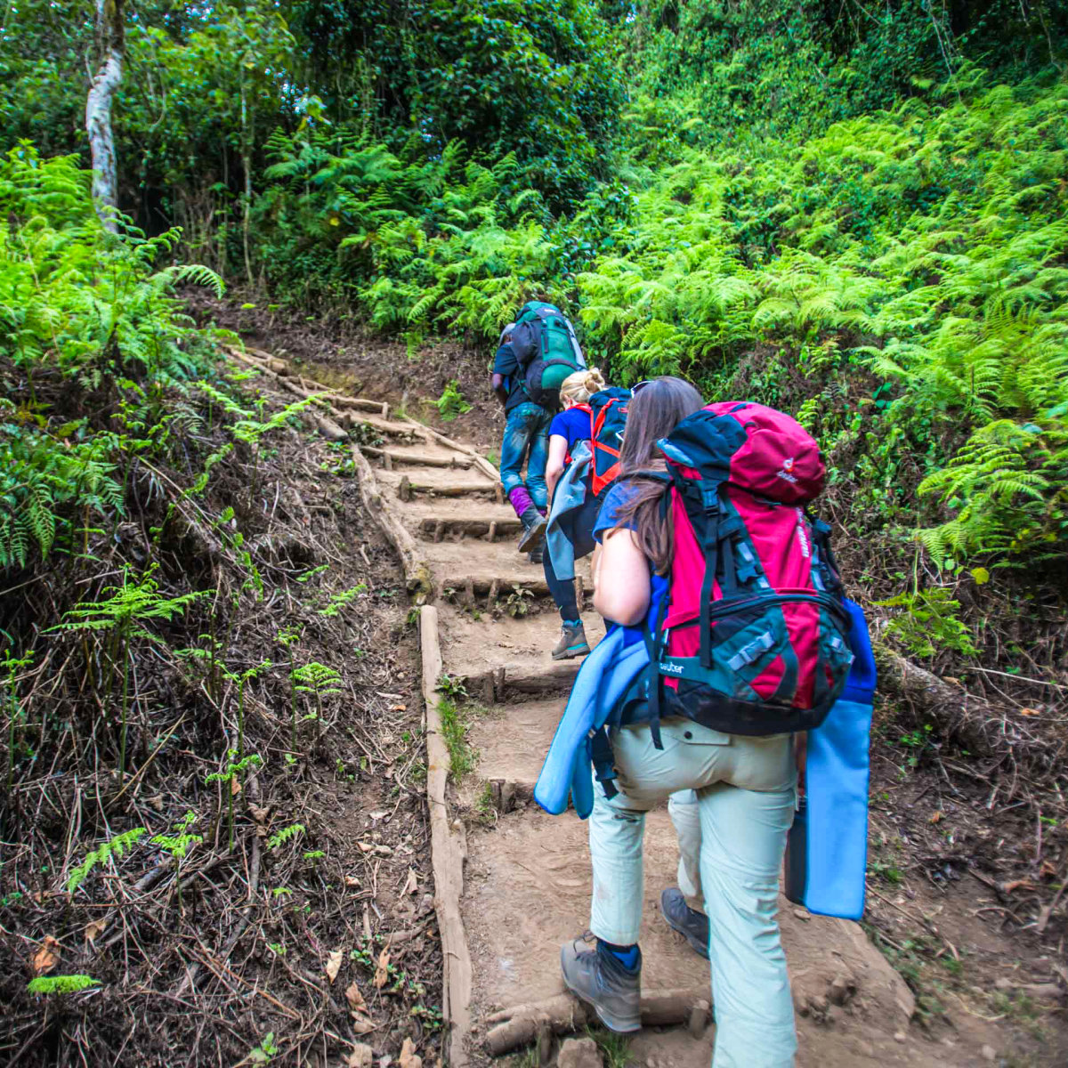 Trekkers climbing up steep path in the forest of Kilimanjaro
