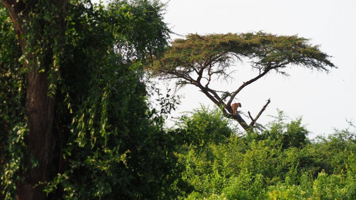 Lion in an acacia tree in Murchison Falls National Park, Uganda