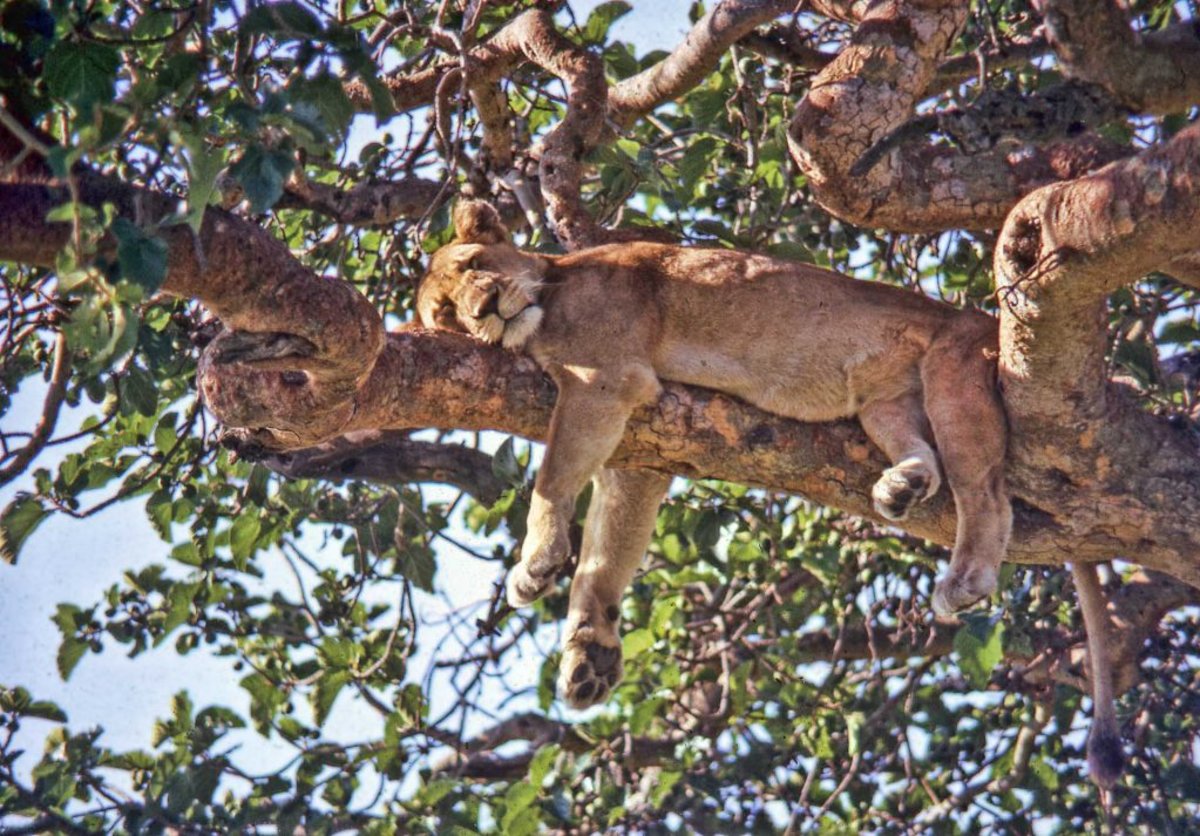 lioness in tree in Uganda