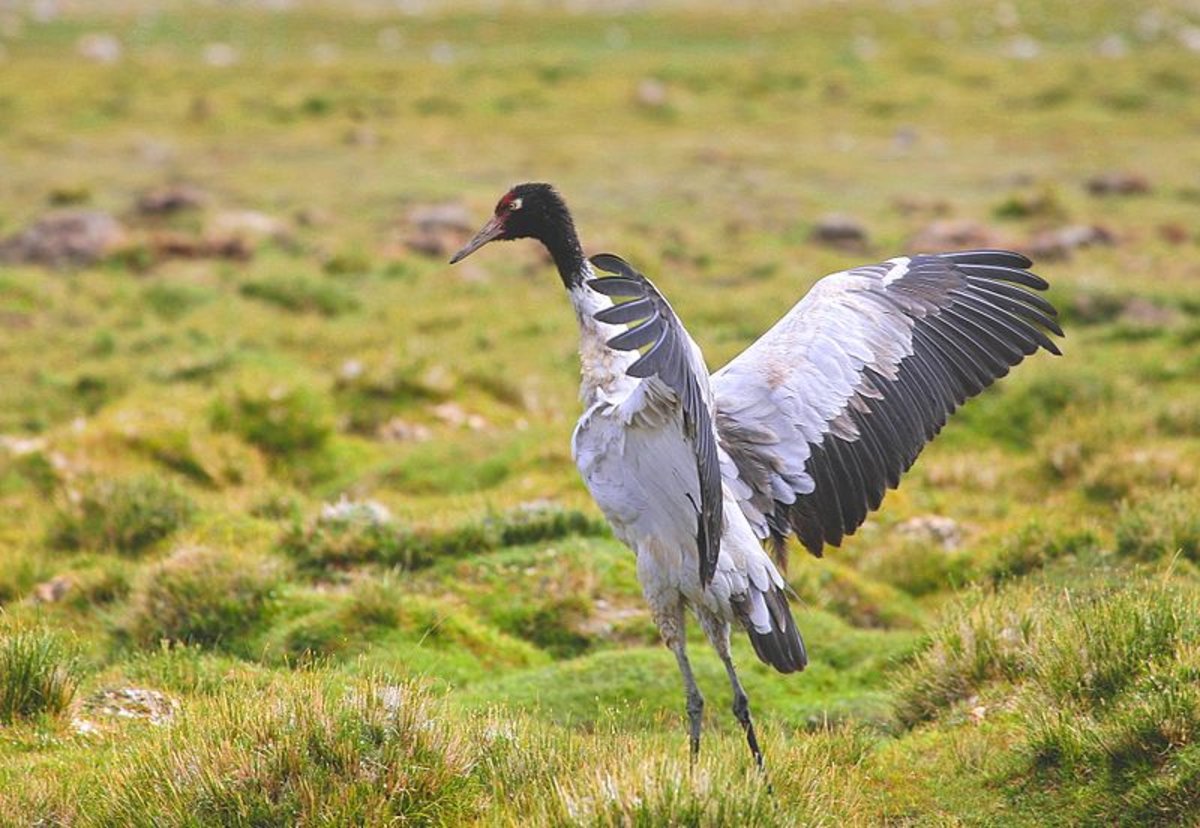 black-necked crane in Bhutan travel guide