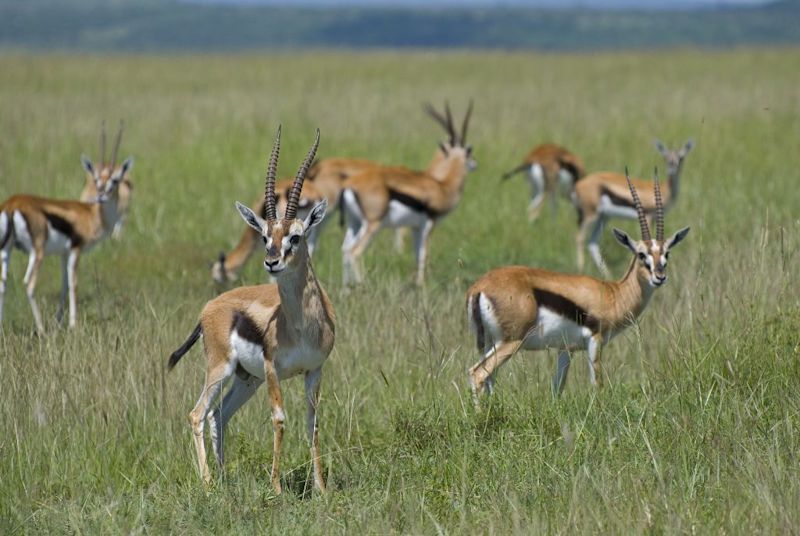 es African safari
