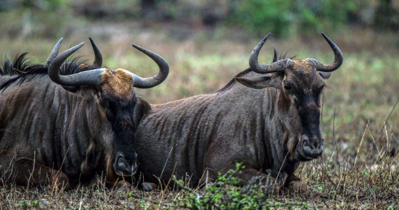 Two resting wildebeests