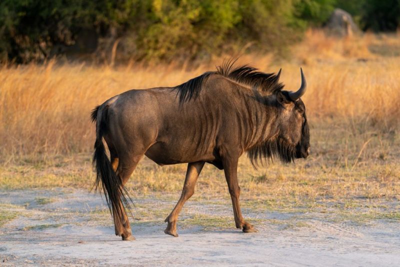 blue wildebeest walking