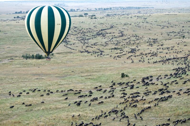 Great Wildlife Migration balloon safari