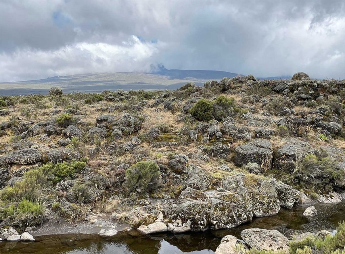 A vast scene of moorland vegetation on Kilimanjaro near Shira 2 Camp 