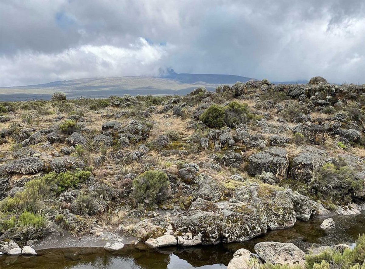 A vast scene of moorland vegetation on Kilimanjaro near Shira 2 Camp