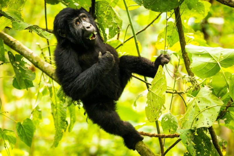 young gorilla hanging in tree eating leaves in Bwindi Impenetrable National Park