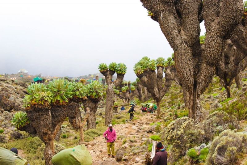 Groundsel Trees on Kilimanjaro