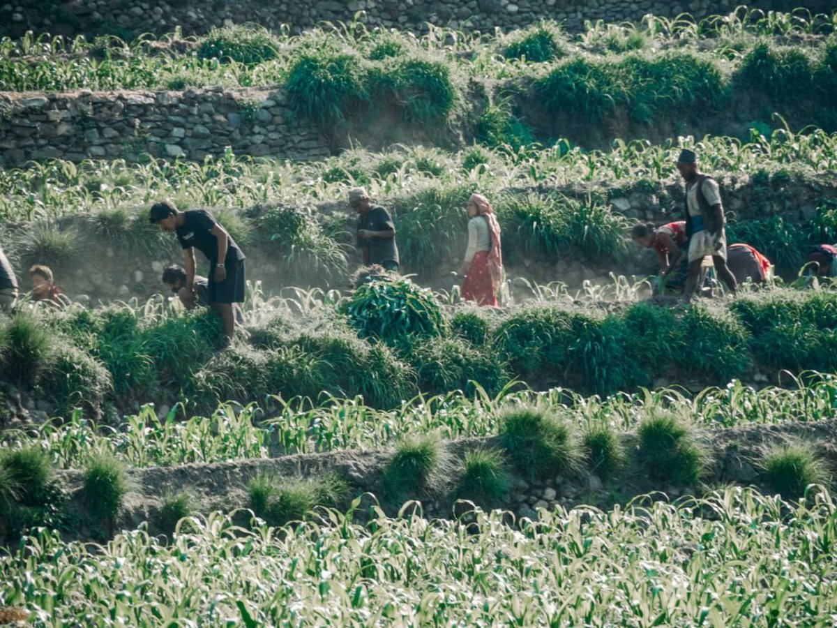 Nepal Farming in annapurna Circuit