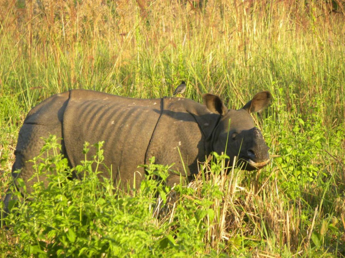 one-horned rhino, Bhutan travel guide