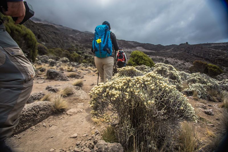 Low angle of trekkers from behind as they walk along path in moorland zone of Kilimanjaro and heading towards Karanga Camp
