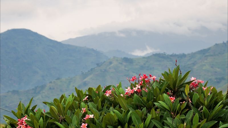 View of the mountains of Bwindi Impenetrable National Park with mist and pink frangipanis in the foreground
