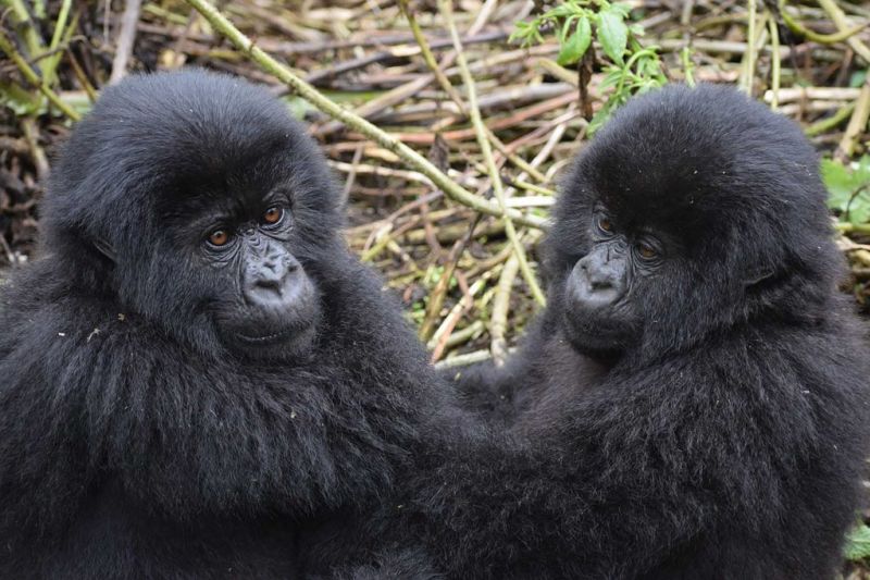 Two mountain gorilla infants in Uganda, gorilla trekking Rwanda